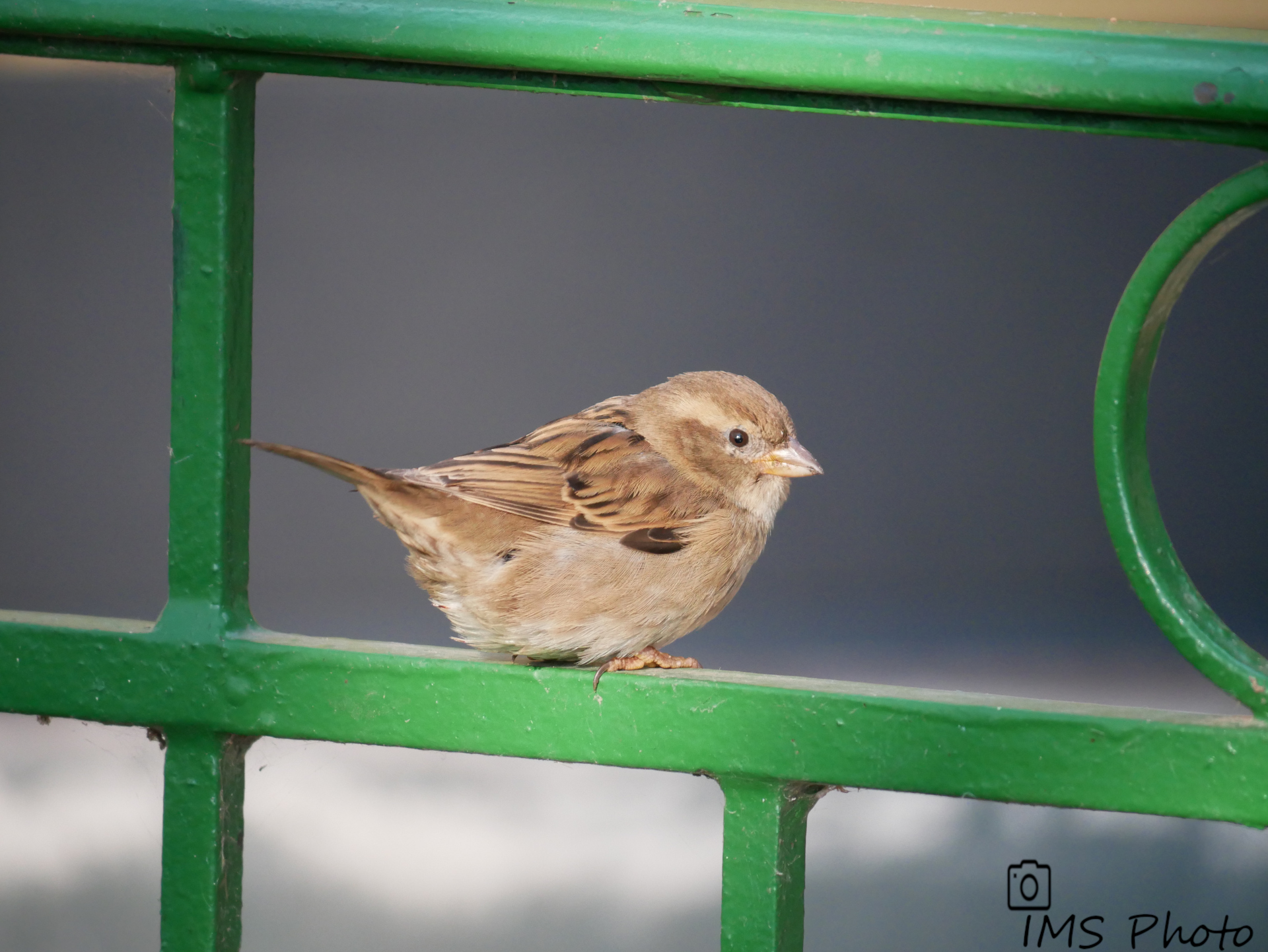 Un moineau domestique femelle