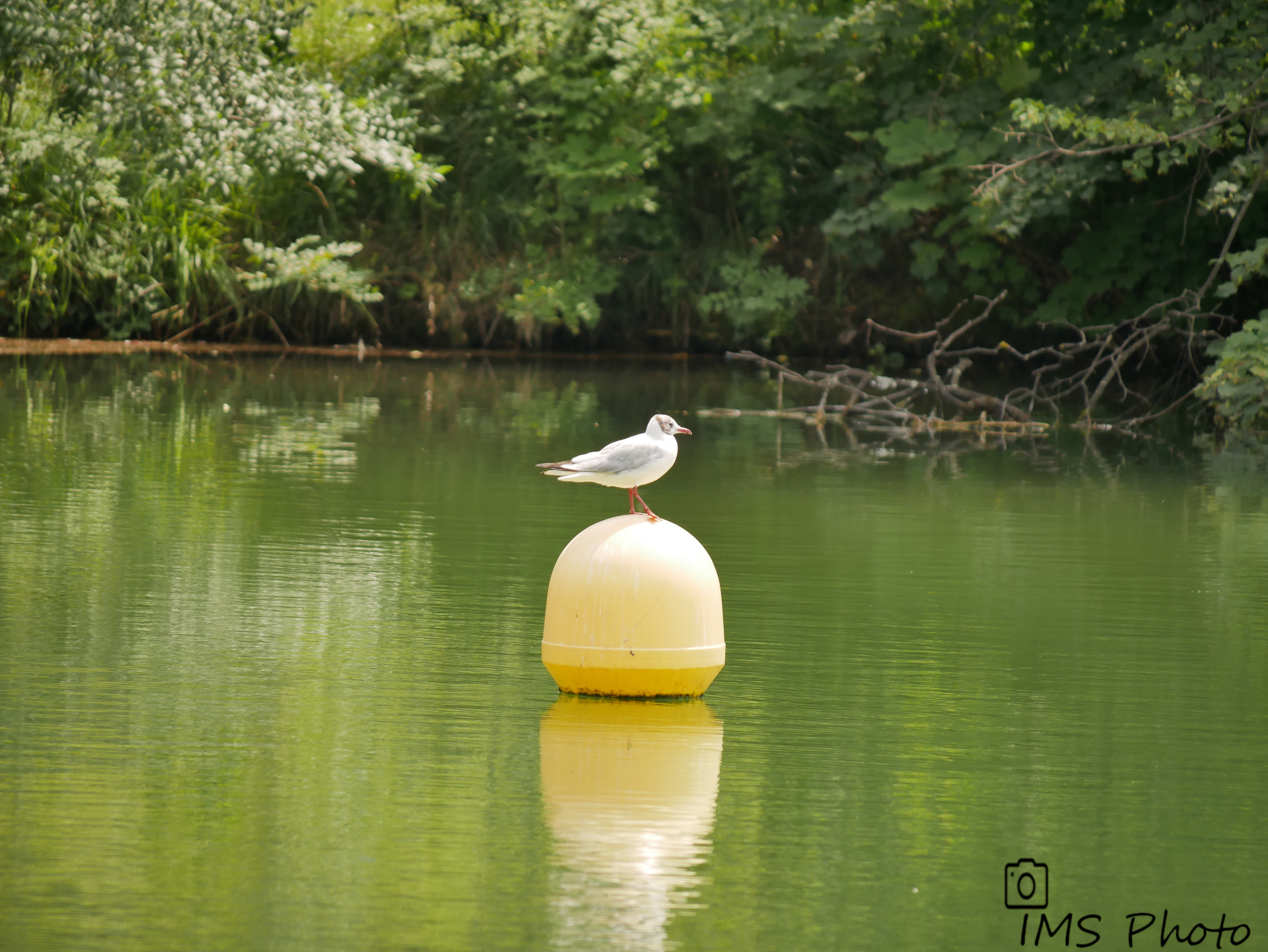 Une mouette rieuse