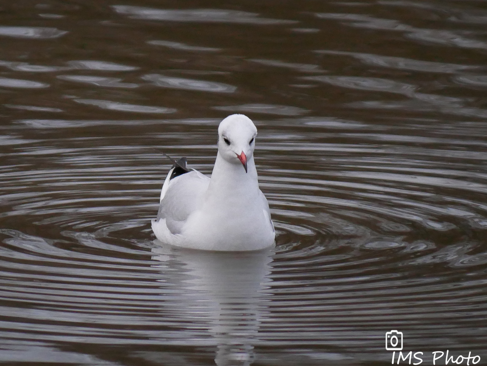 Une mouette rieuse