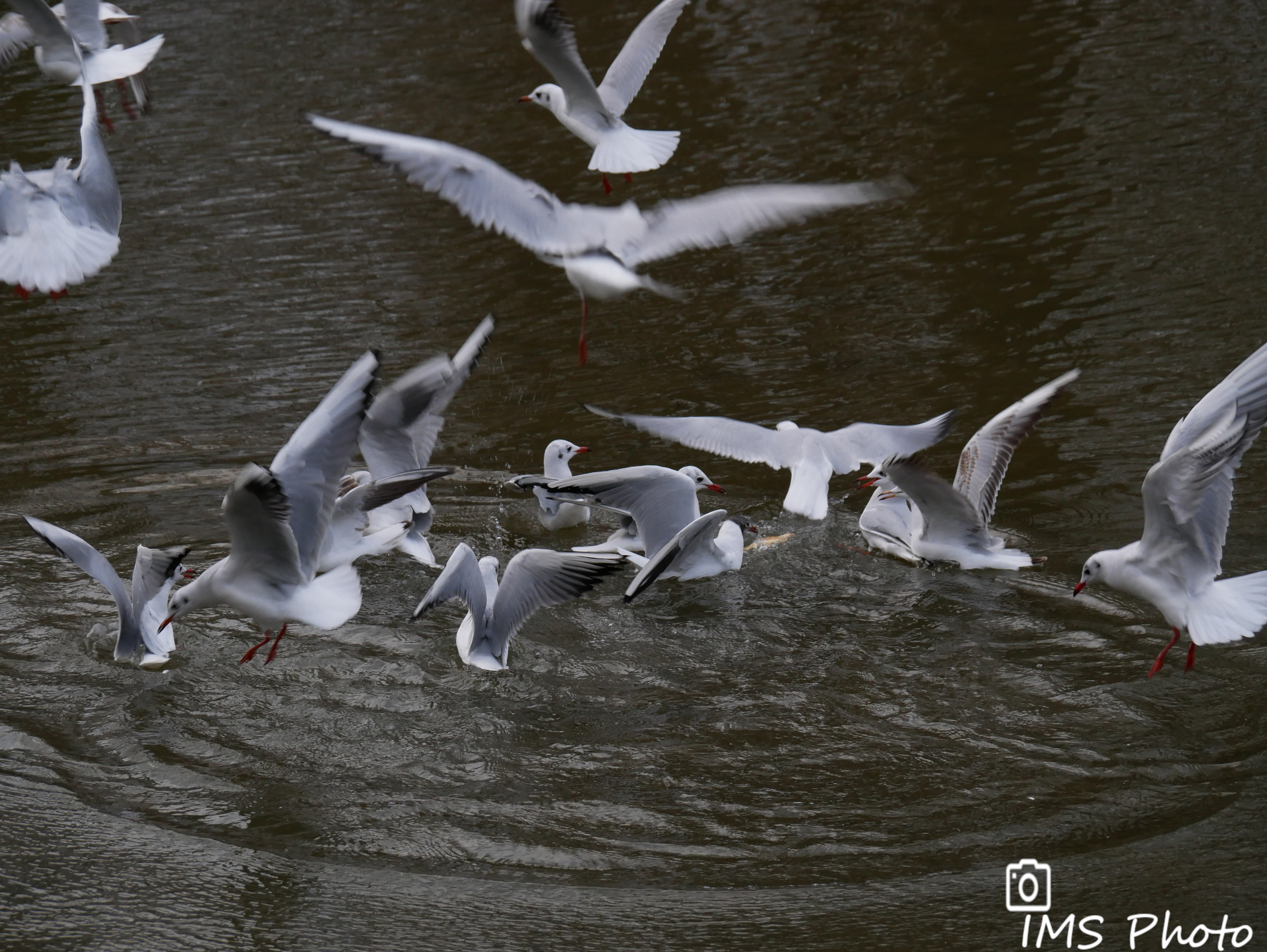 Un groupe de mouettes rieuses