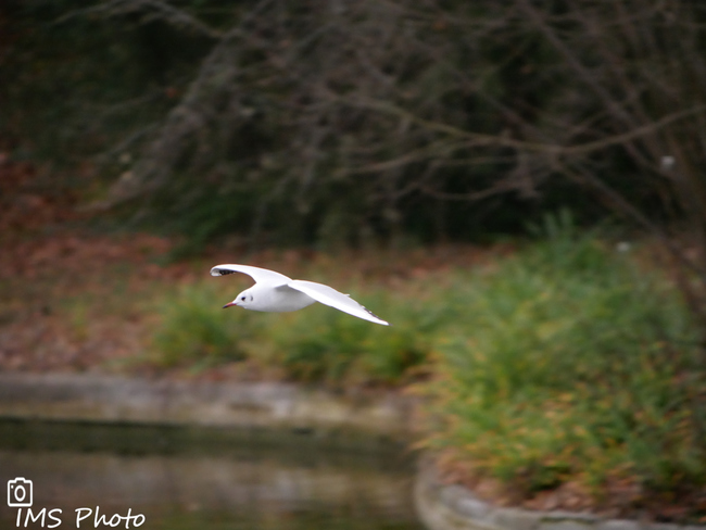 Une mouette rieuse