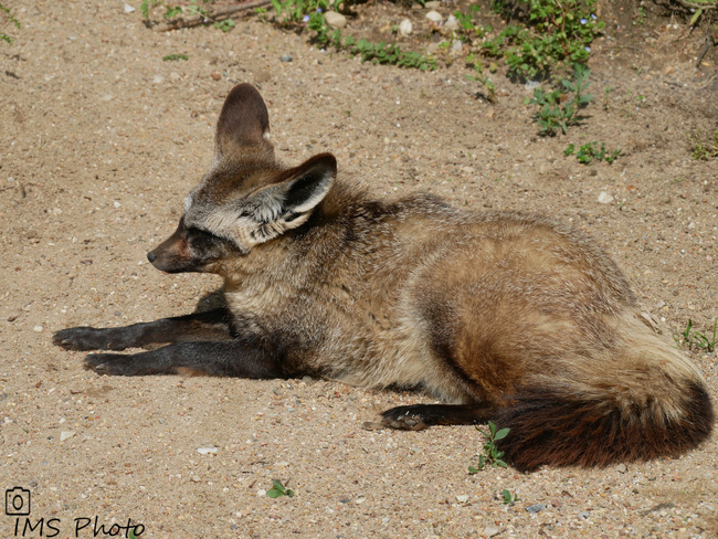 Un otocyon