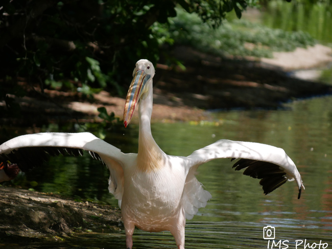 Un pélican blanc