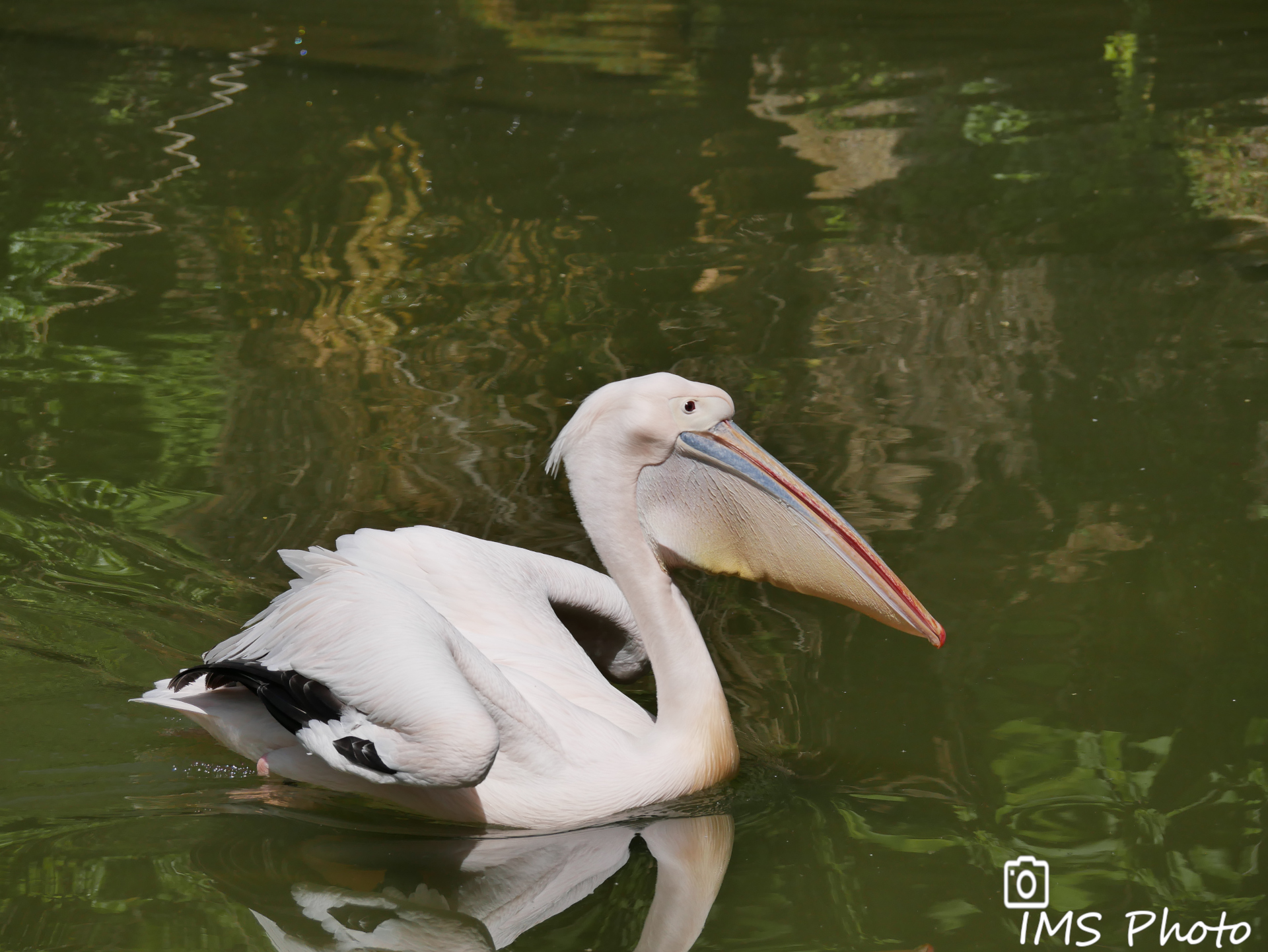 Un pélican blanc