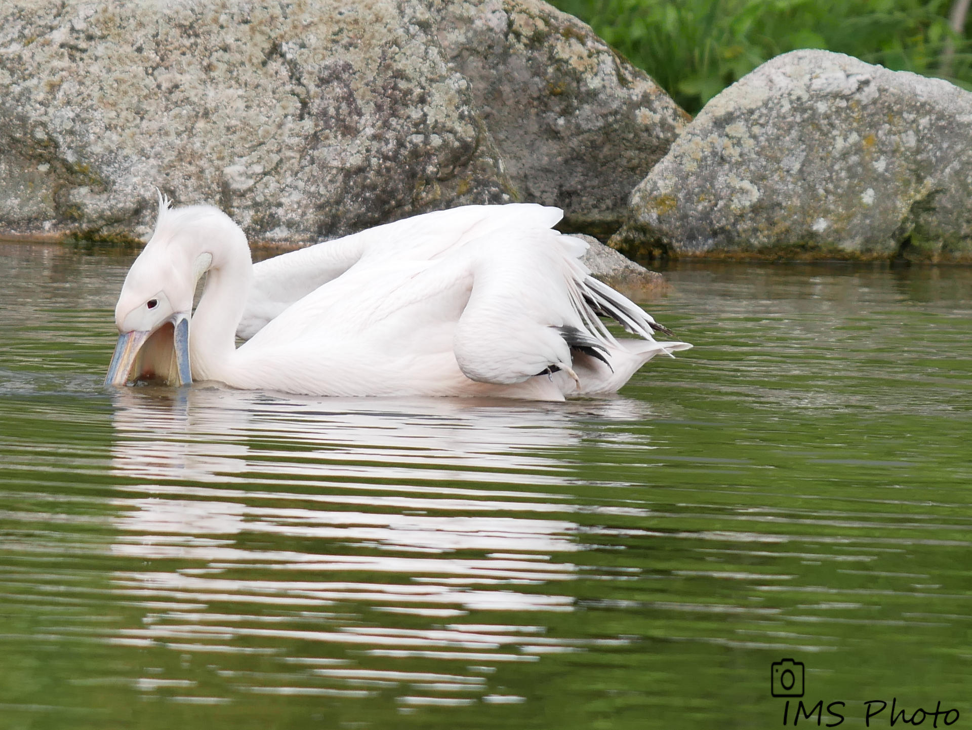 Un pélican blanc