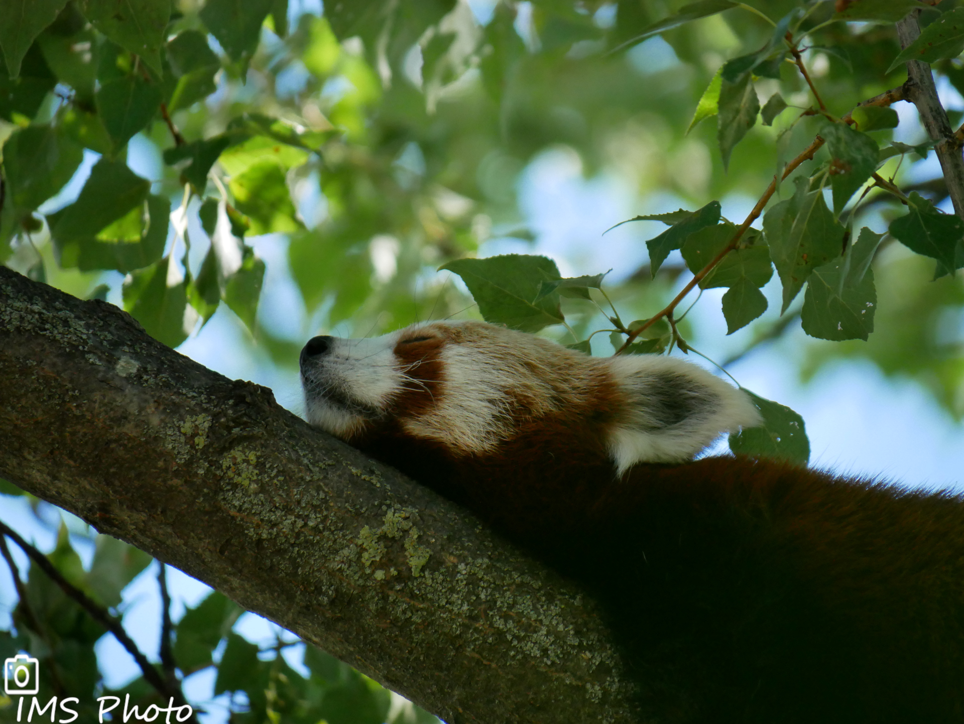 Un panda roux