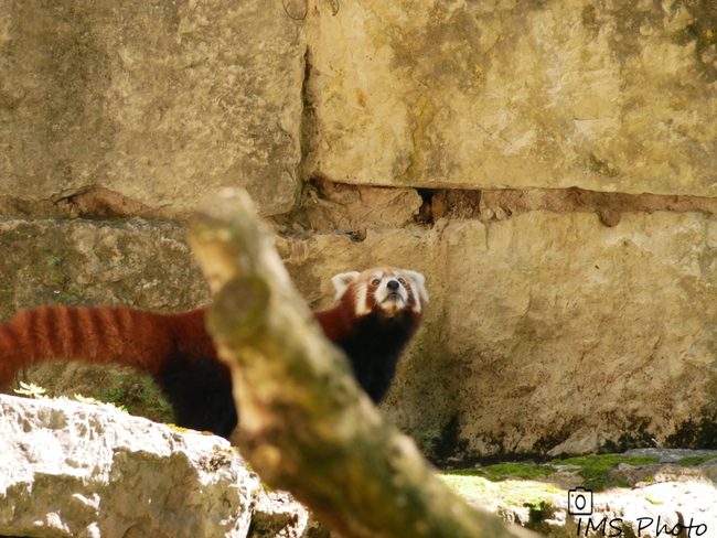 Un panda roux