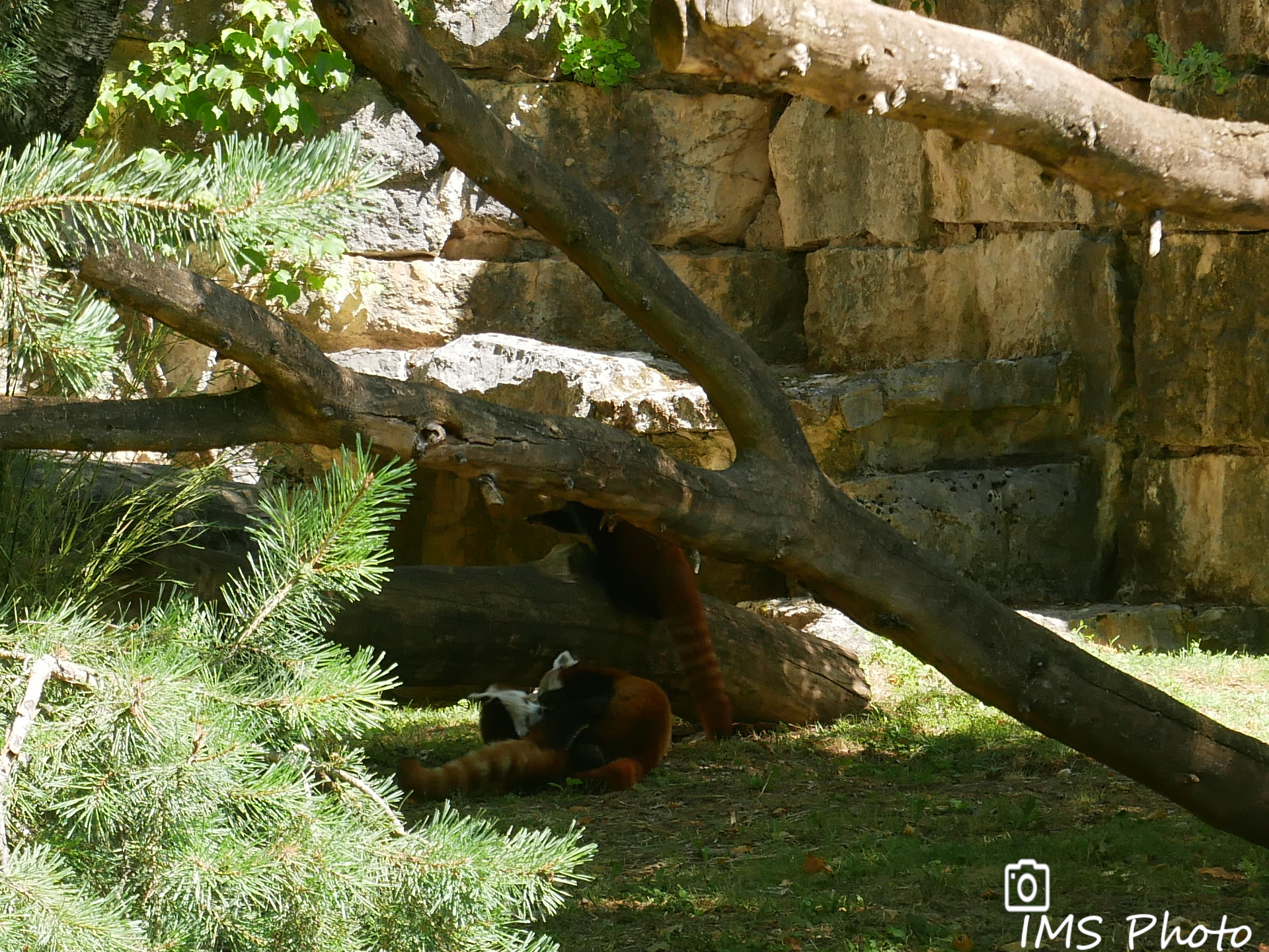 Une famille de pandas roux