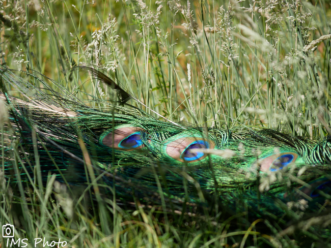 Une plume de paon bleu