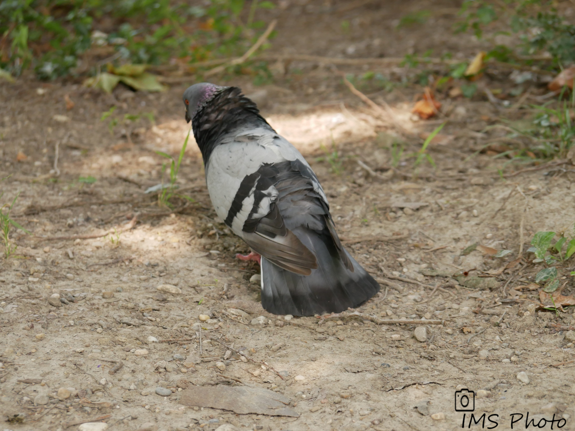 Un pigeon biset