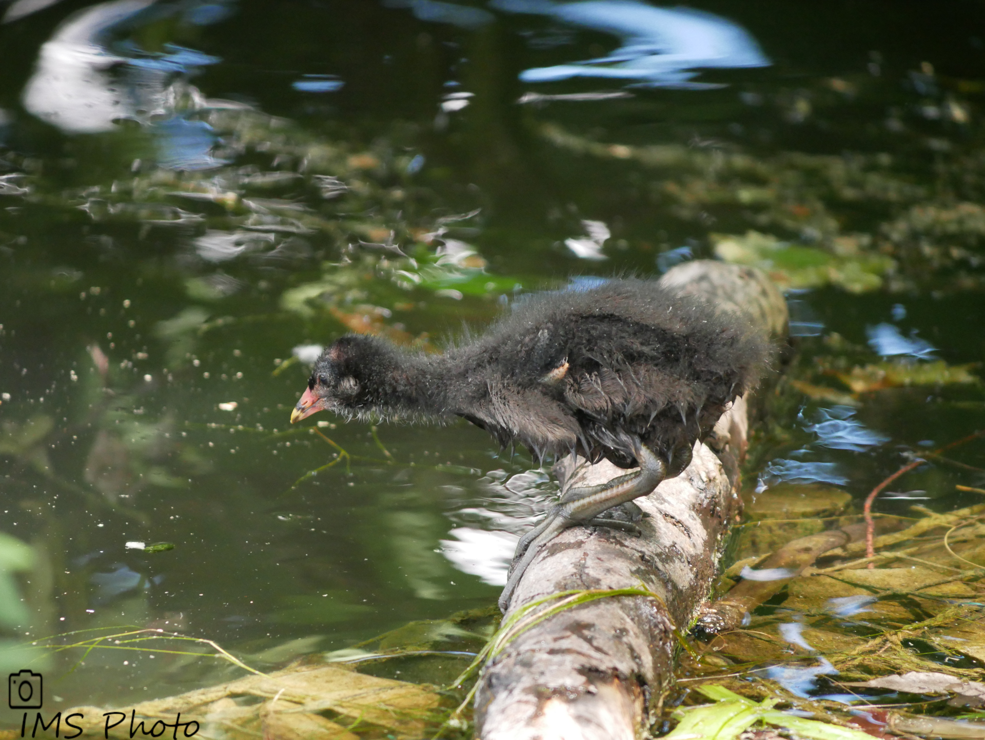 Une jeune gallinule poule d'eau