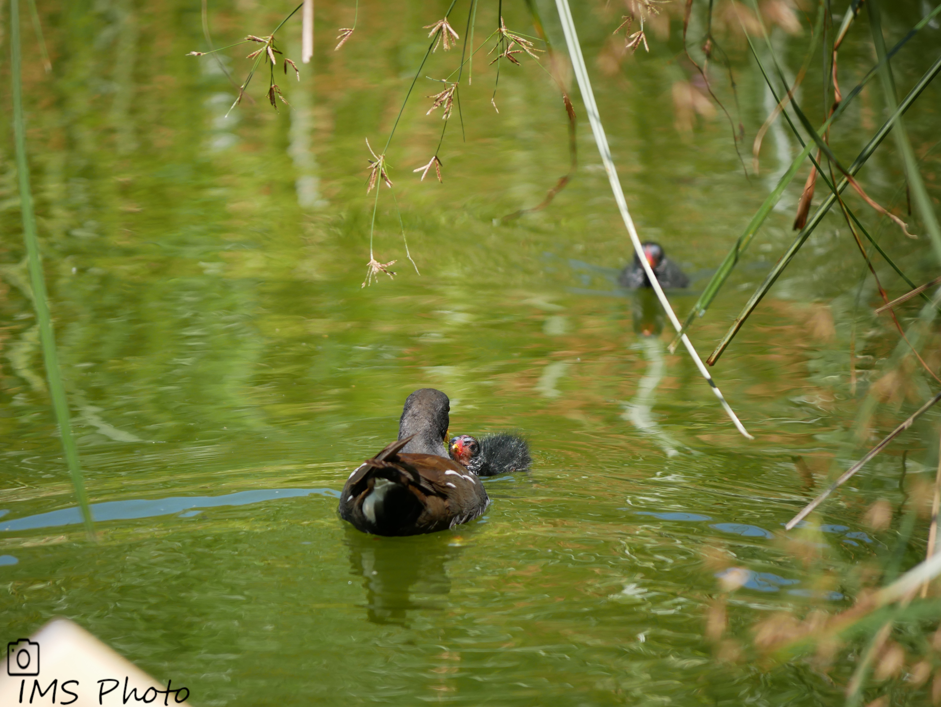 Des gallinules poules d'eau