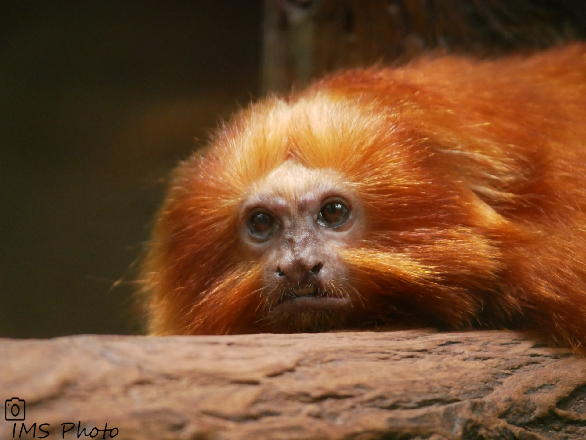 Un tamarin lion doré