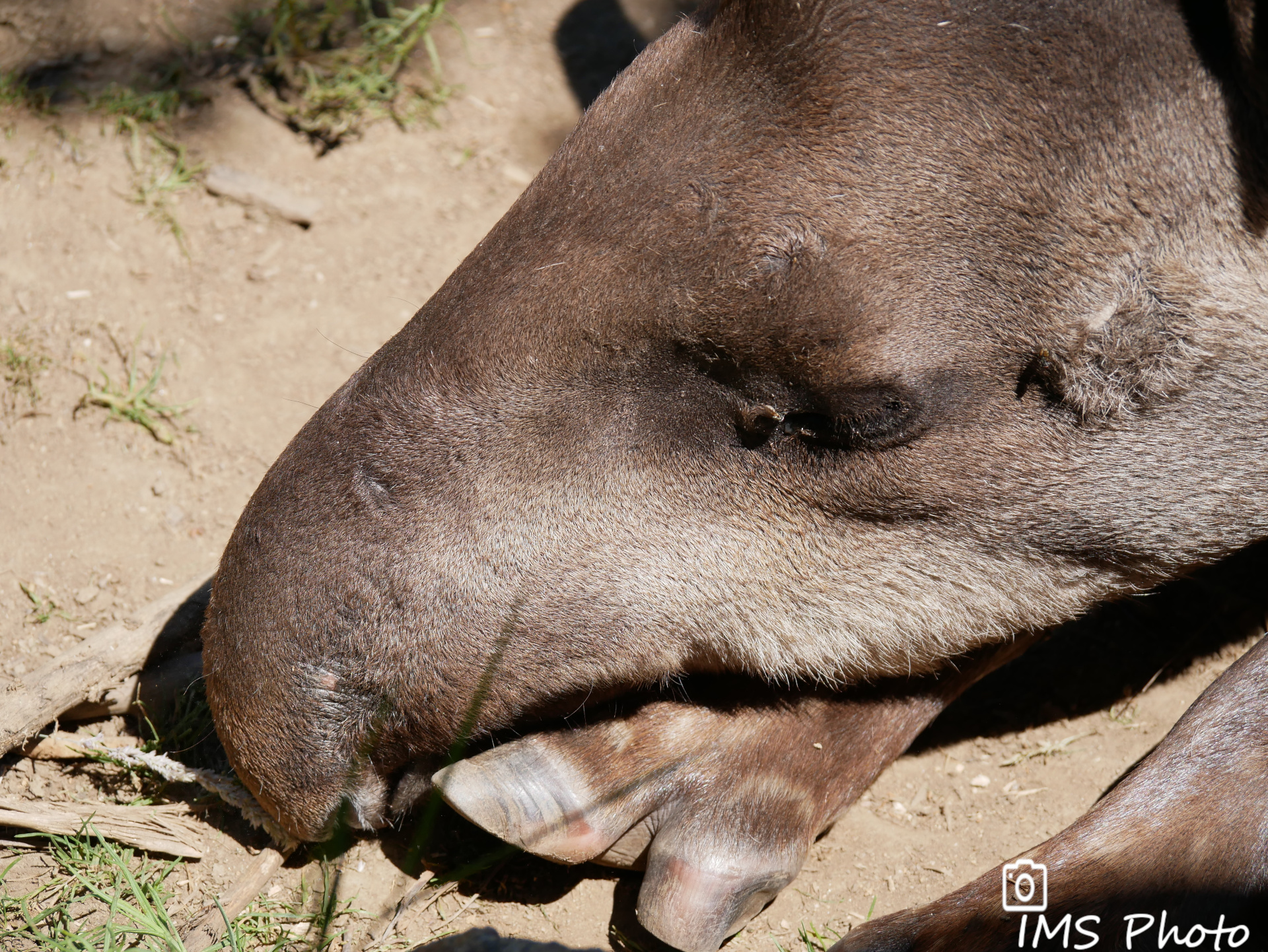 Un tapir terrestre