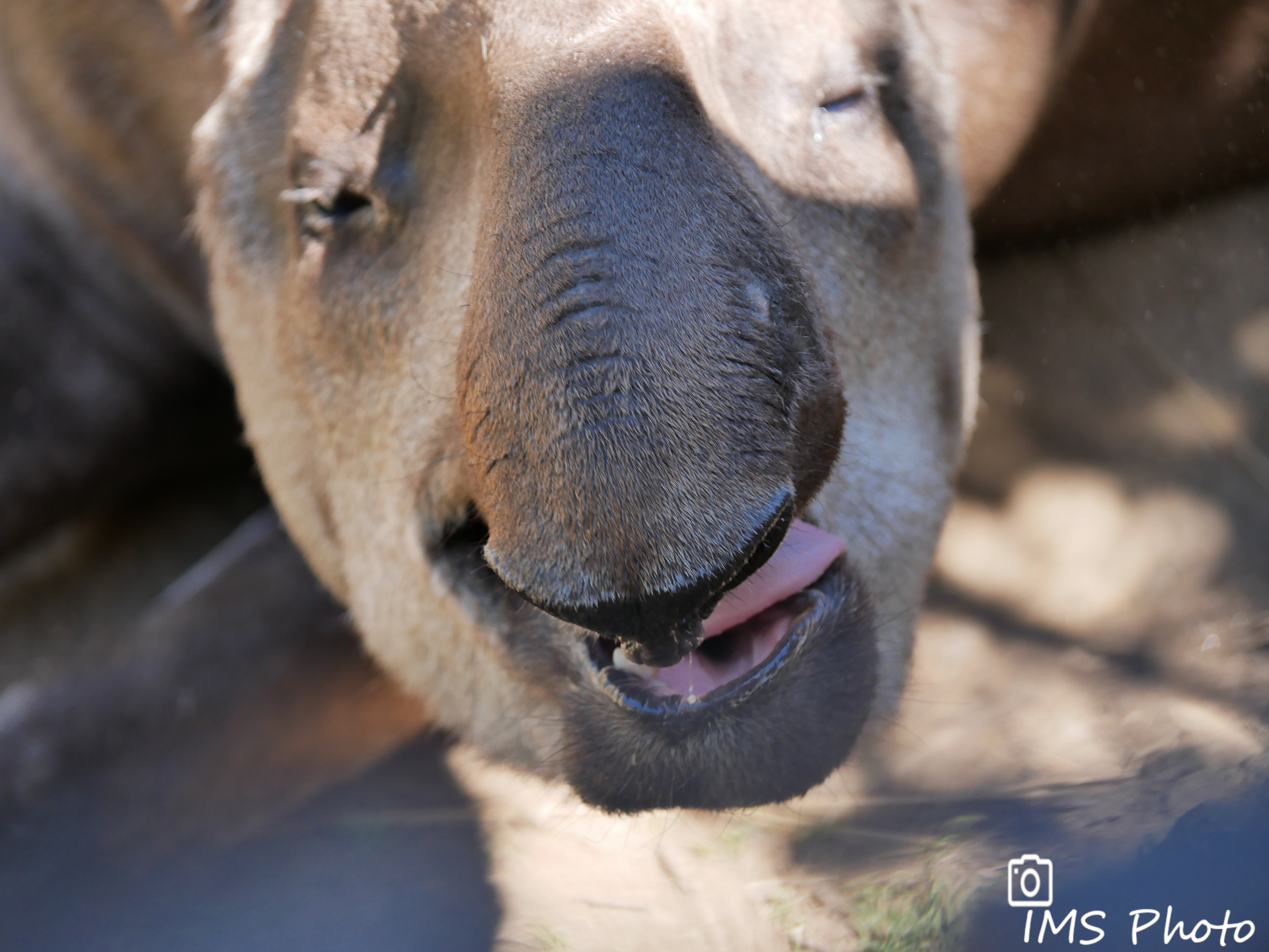 Un tapir terrestre