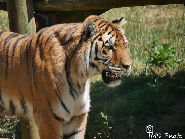 Un tigre de Sibérie