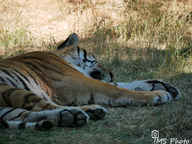 Un tigre de Sibérie