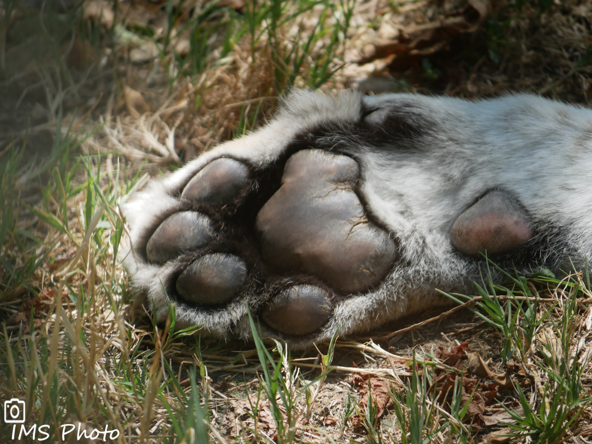 La patte d'un tigre de Sibérie