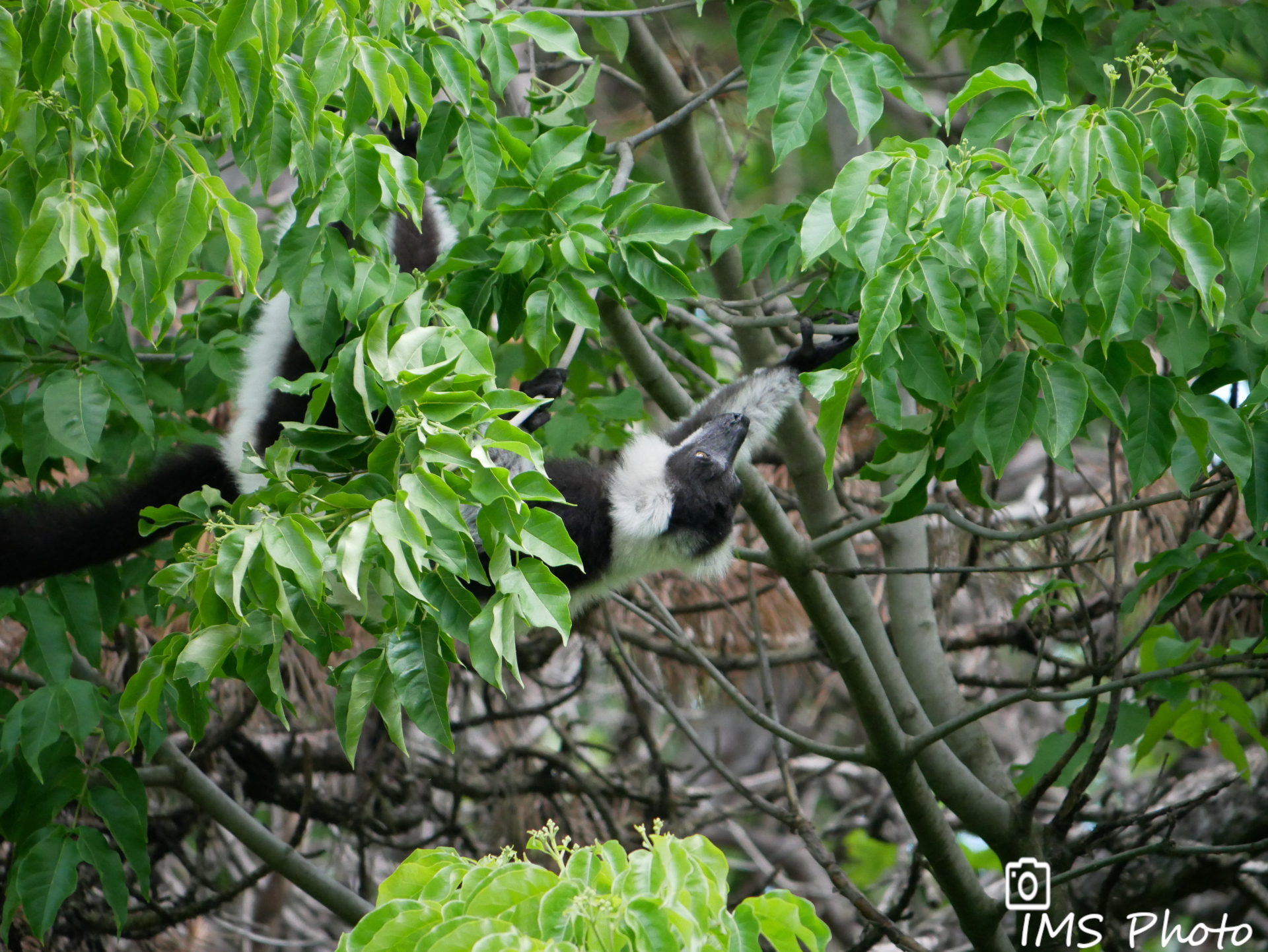 Un vari noir et blanc