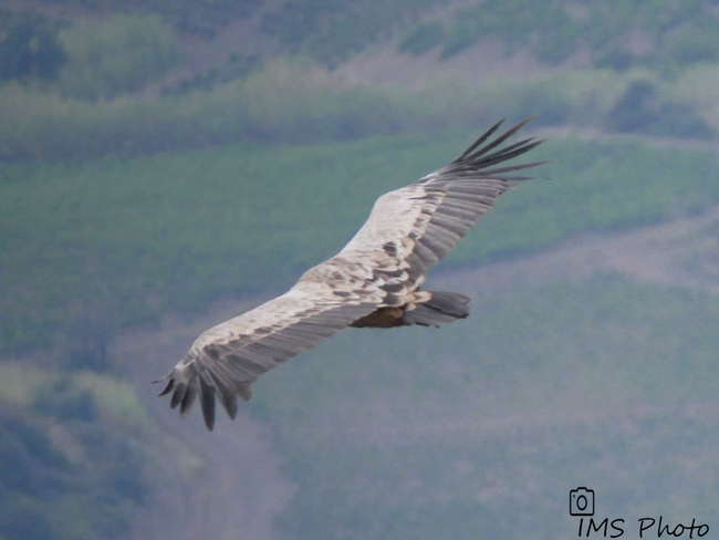 Un vautour fauve