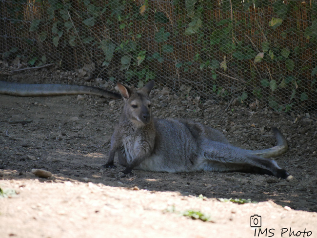 Un wallaby de Bennett