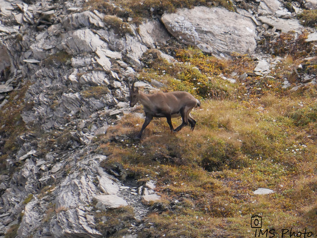 Un bouquetin des Alpes