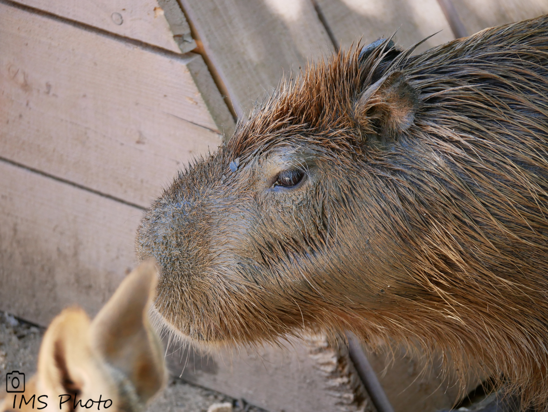 Un capybara