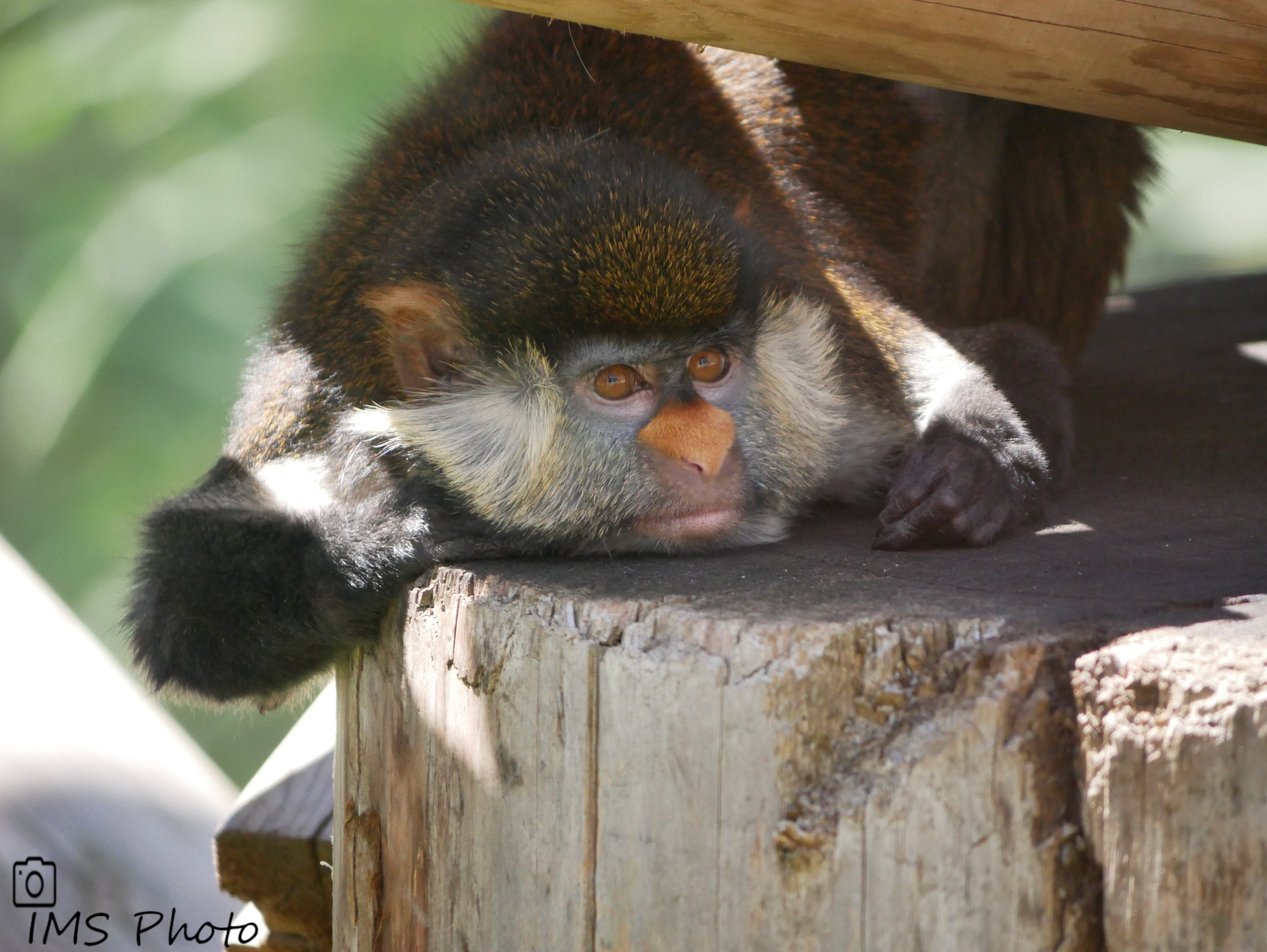 Un cercopithèque ascagne