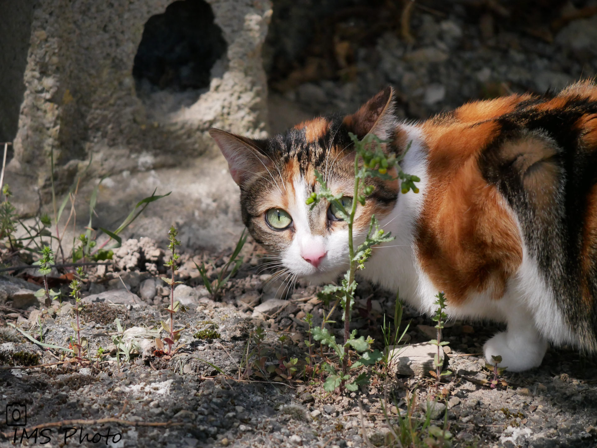 Un chat domestique