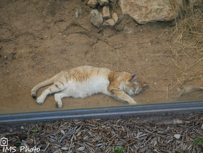 Un chat des sables