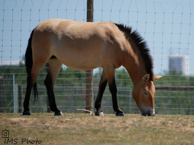 Un cheval de Przewalski