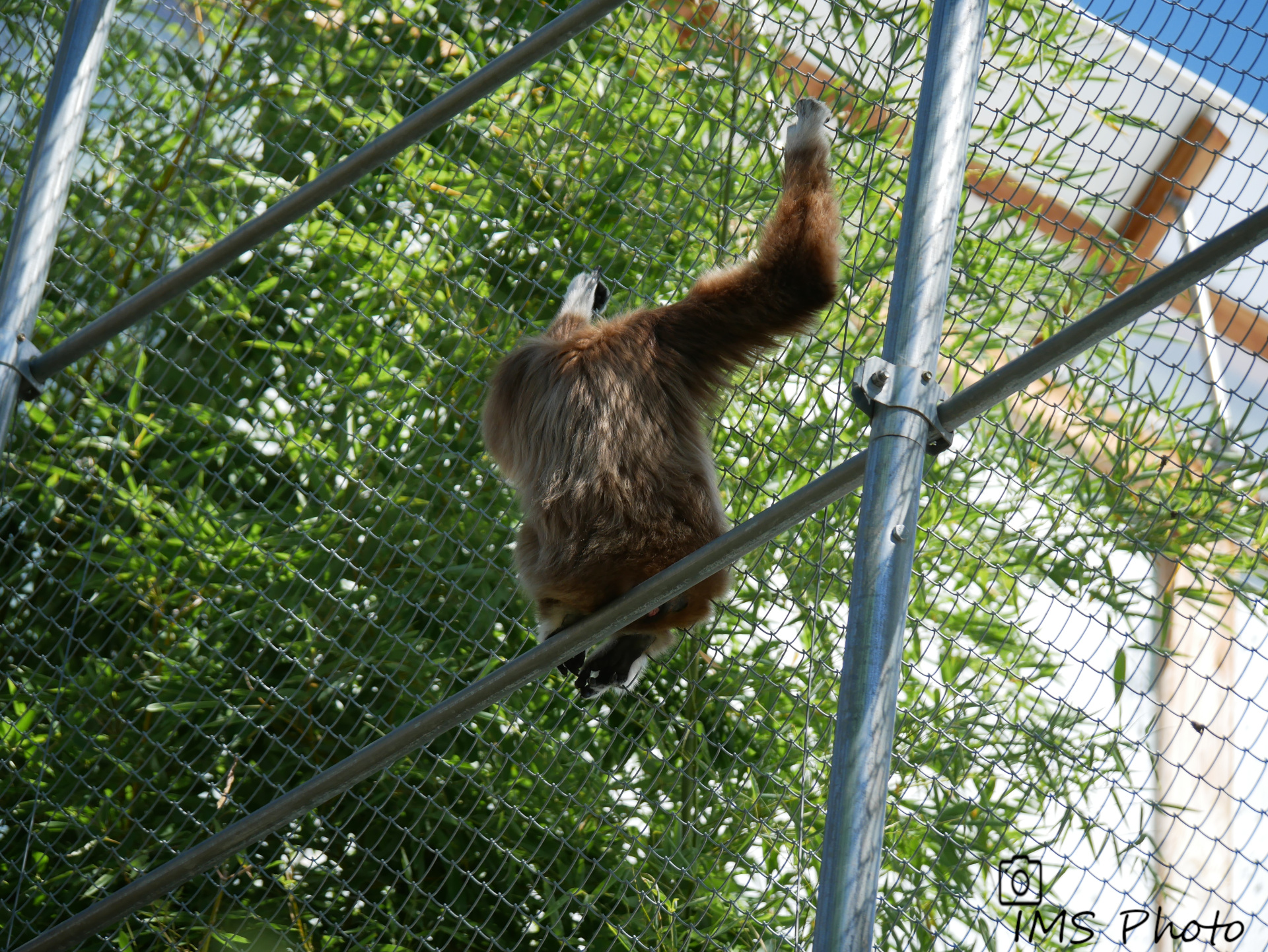 Un gibbon à mains blanches