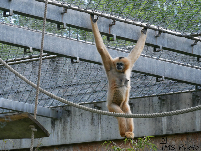 Un gibbon à favoris blancs du Nord