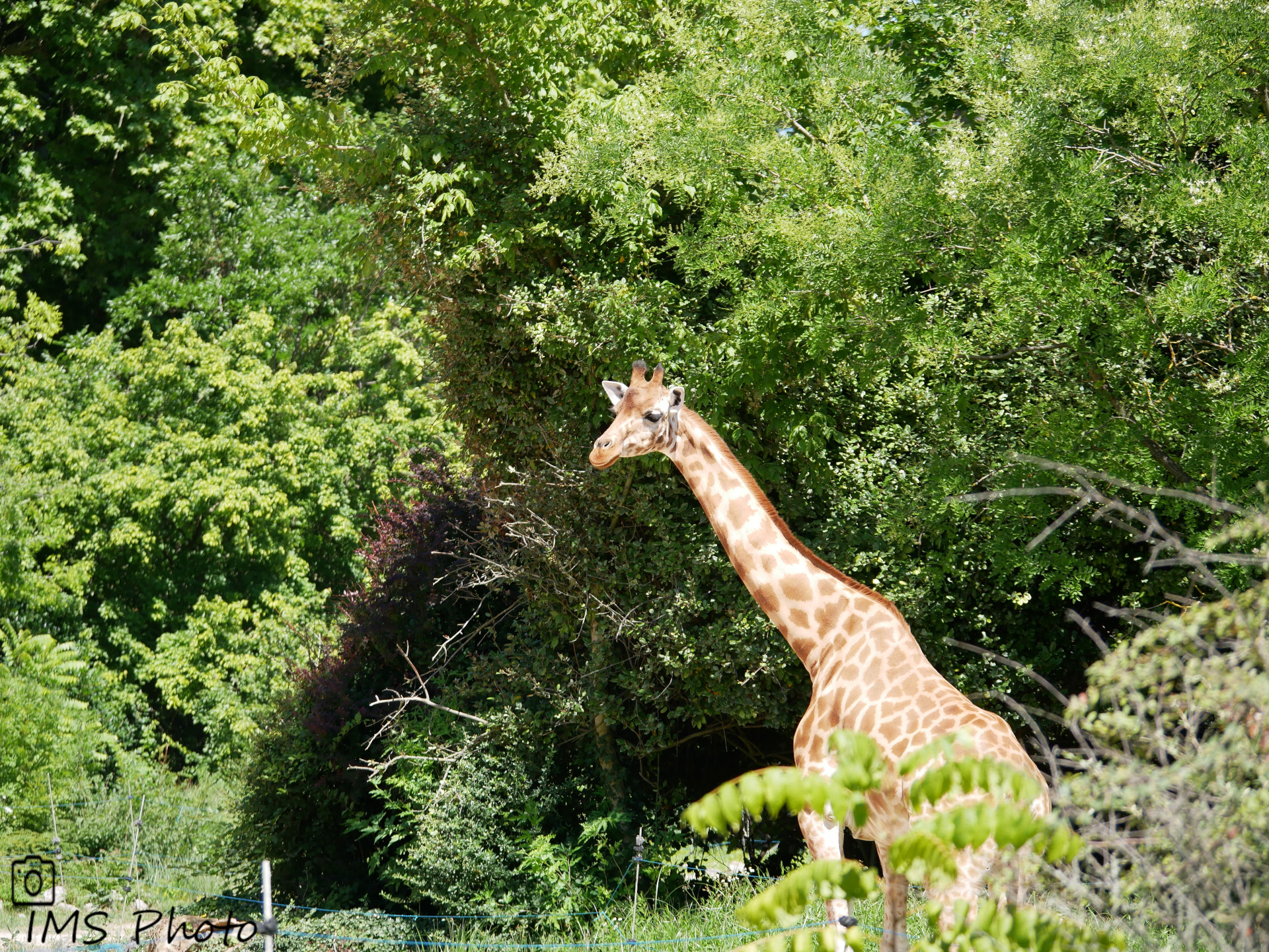 Une girafe