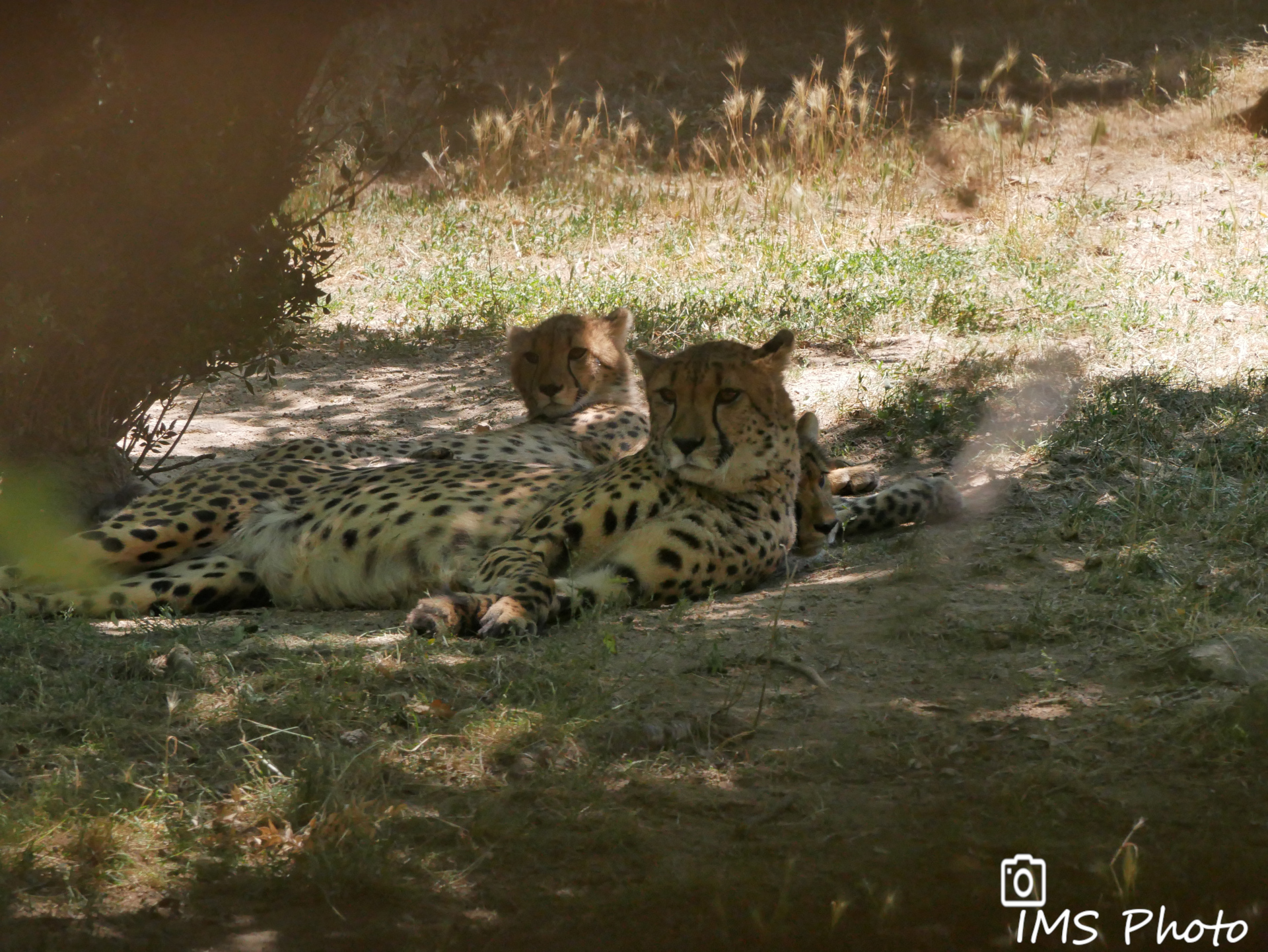 Un guépard