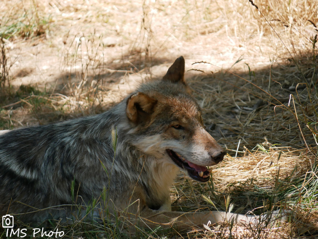 Un loup gris commun