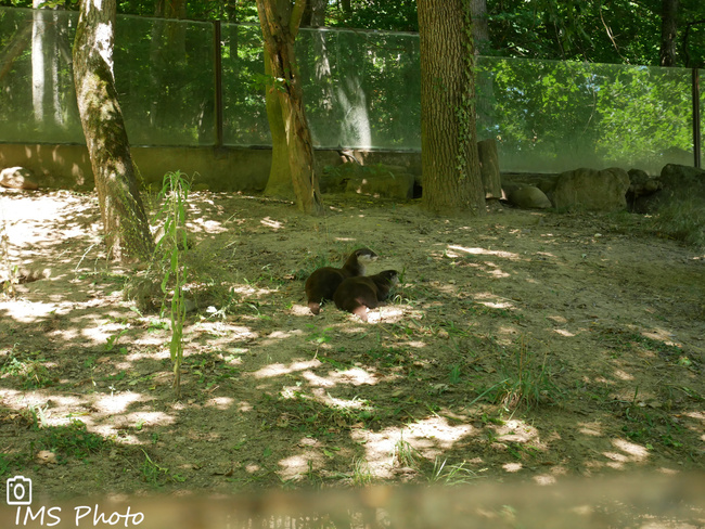 Une loutre asiatique