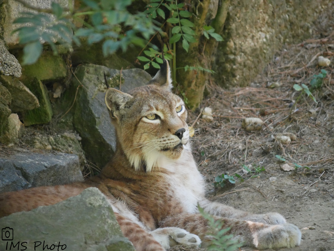 Un lynx boréal