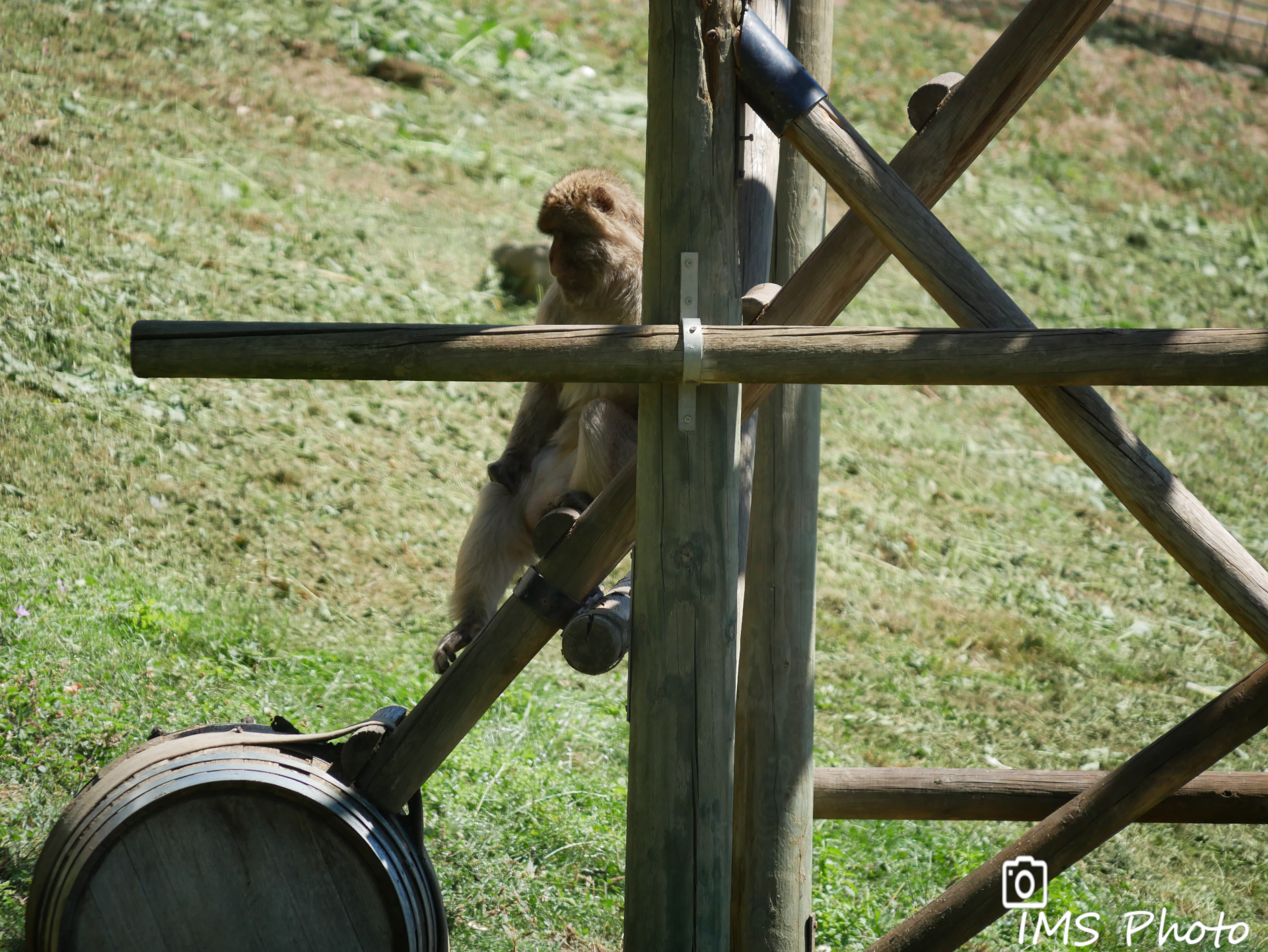 Un macaque de Barbarie