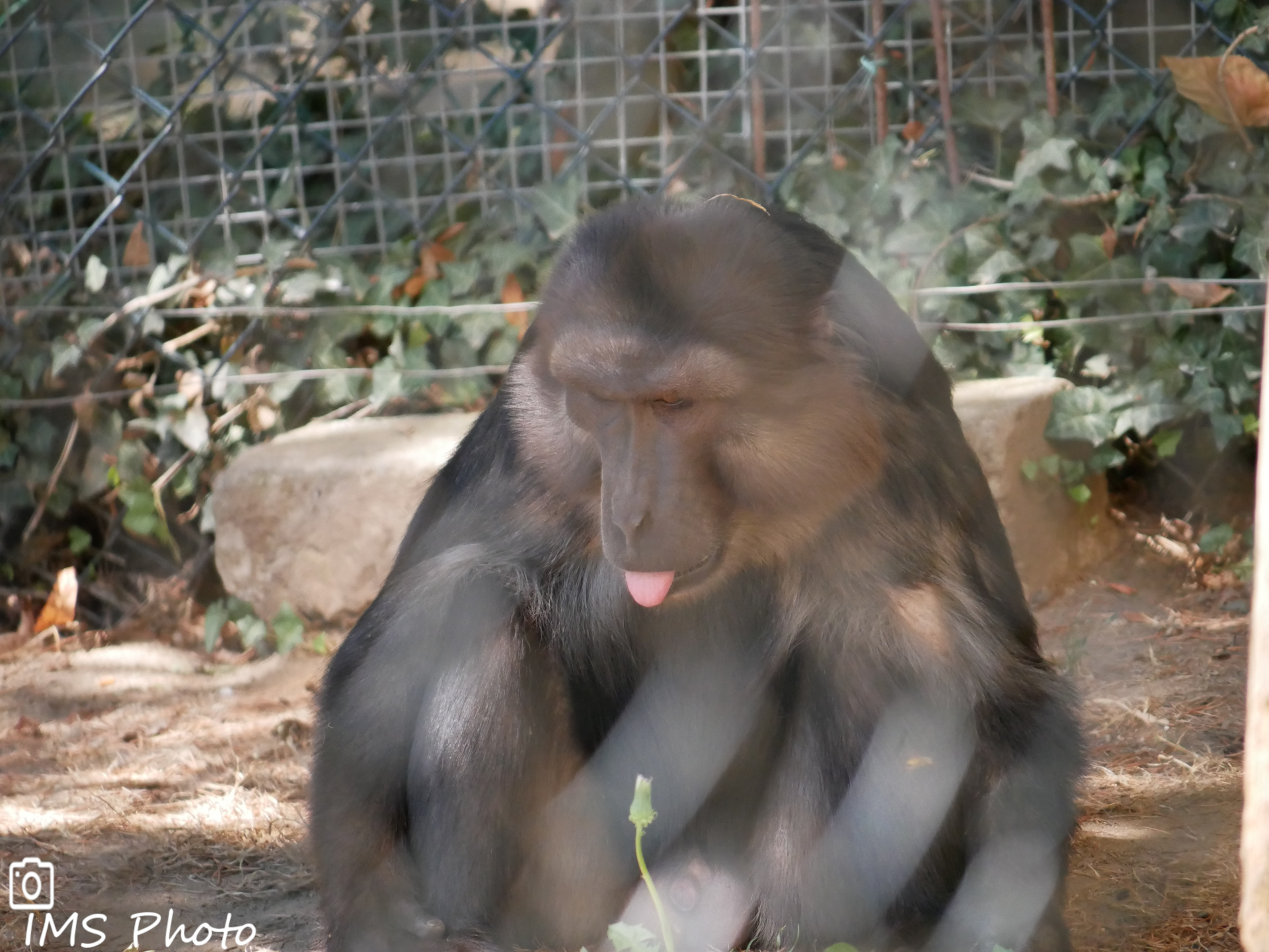 Un macaque de Tonkéan