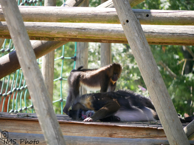 Un mandrill