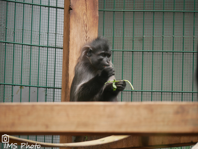 Un mangabey à joues grises