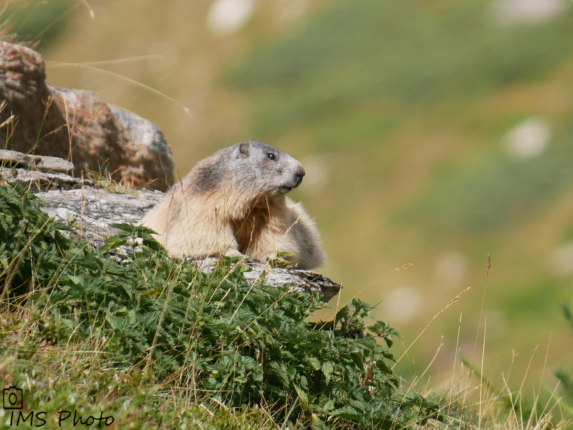 Une marmotte des Alpes