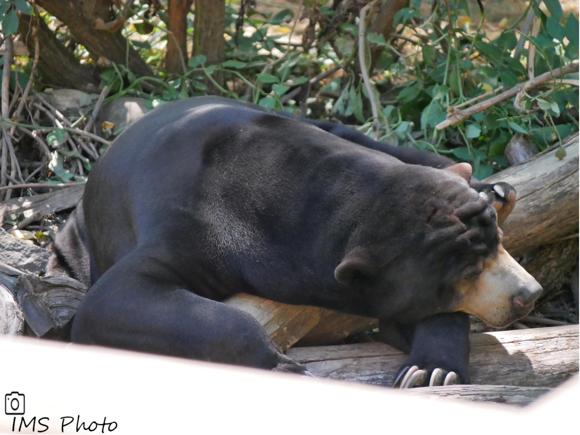 Un ours malais