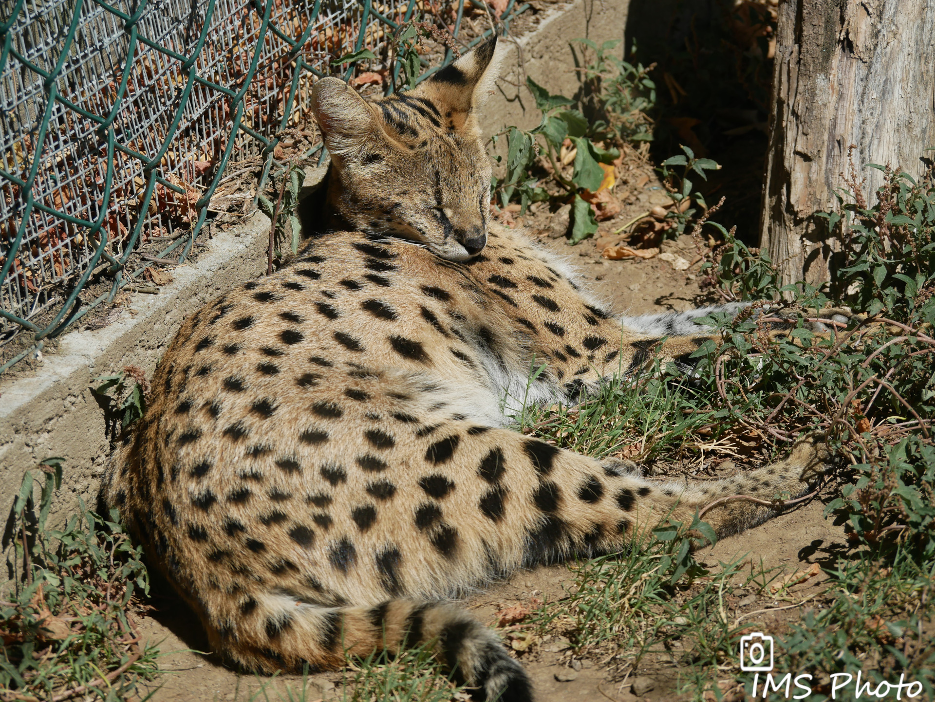 Un serval