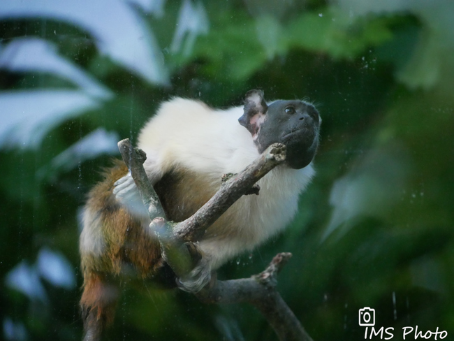 Un tamarin bicolore