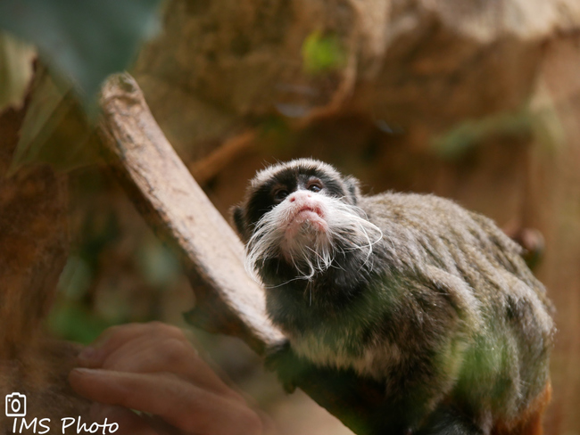 Un tamarin empereur