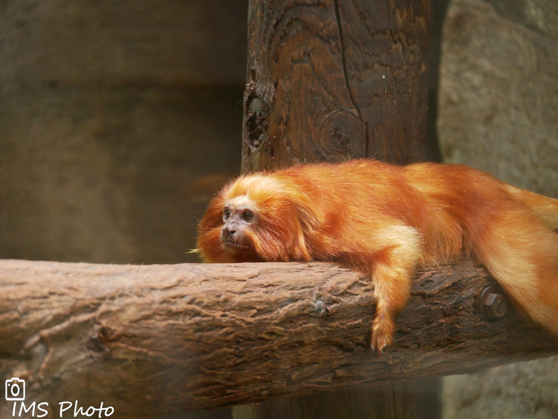 Un tamarin lion doré