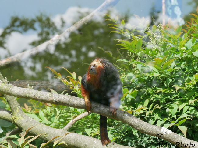 Un tamarin lion à tête dorée