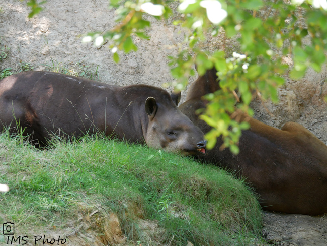 Un tapir terrestre